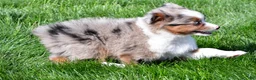 Miniature Australian Shepherd dogs for sale: Skye - Ad 9