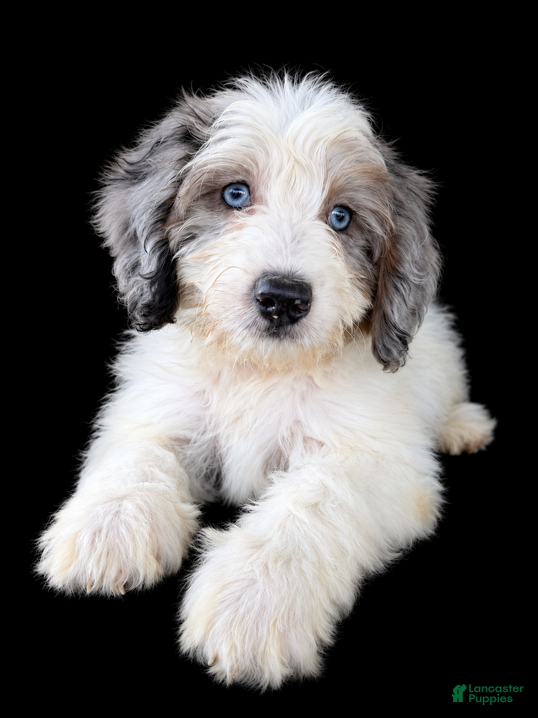 Mini Bernedoodle dogs for sale: Daisy - Ad 1