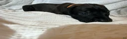 Cane Corso dogs for sale: Ketch AKC orange/teal collar - Ad 23