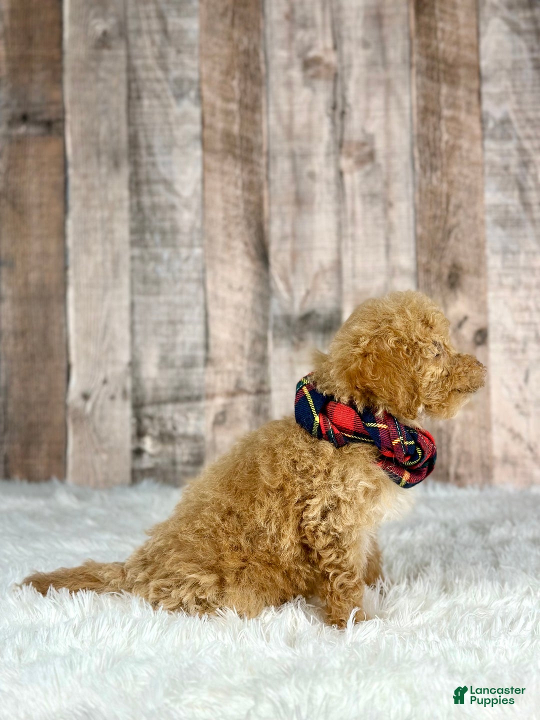 Bichpoo dogs for sale: Boy Jasper - 8341 - Ad 4