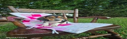 Beagle dogs for sale: Brenda - Ad 4