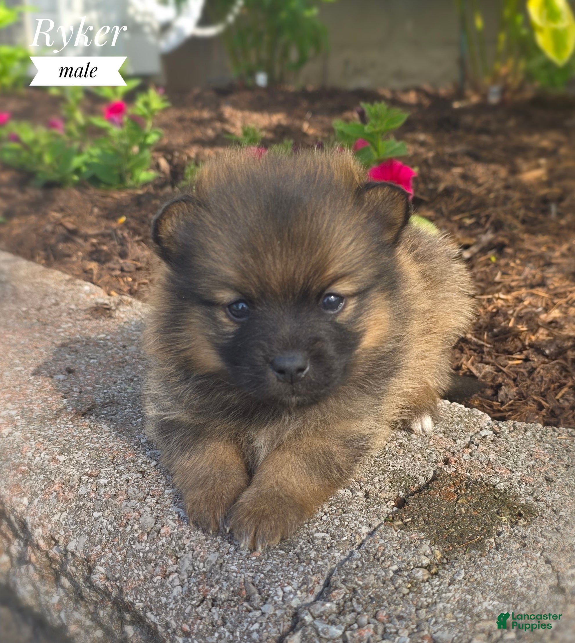 Pomsky dogs Ryker - Ad 1