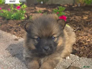 Pomsky dogs for sale: Ryker - Ad 2