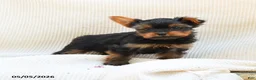Yorkshire Terrier dogs for sale: Castor - Ad 4