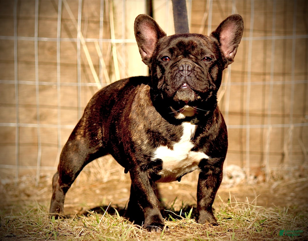 French Bulldog dogs for sale:  Puppy 4 - Ad 4