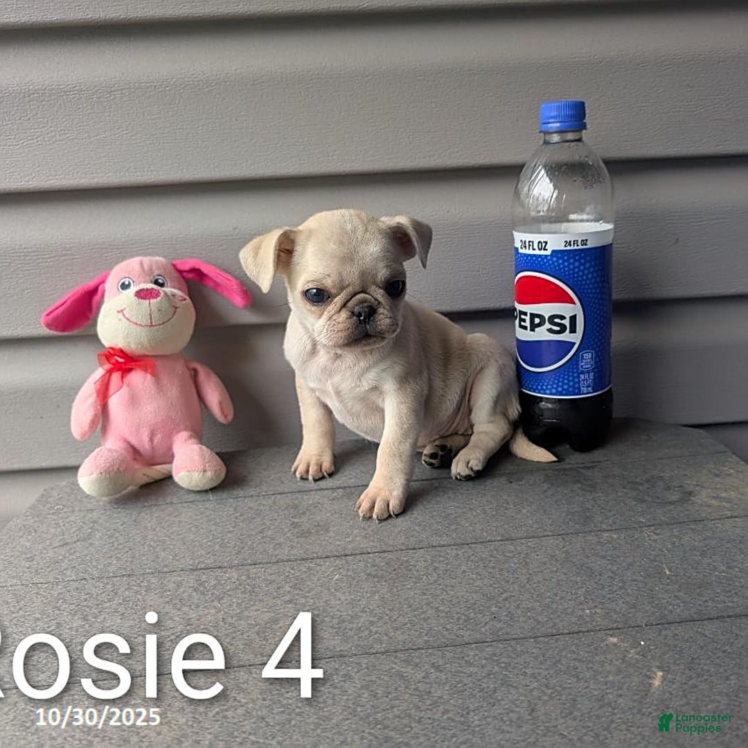Pug dogs for sale: Rosie - Ad 6