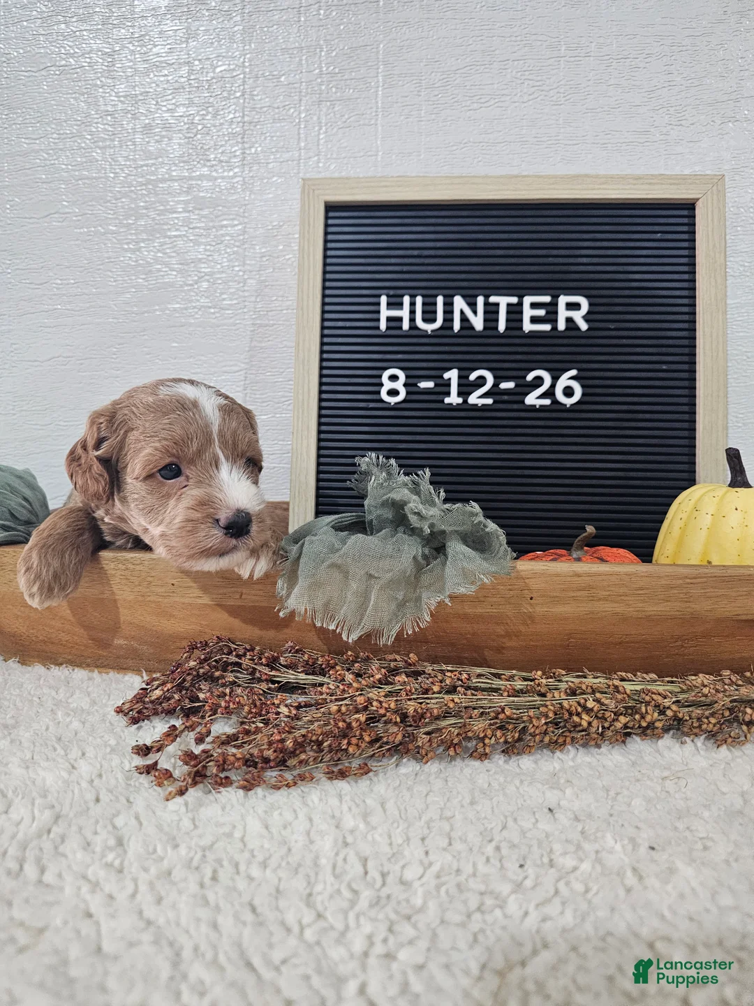 Mini Goldendoodle dogs for sale: Hunter - Ad 9