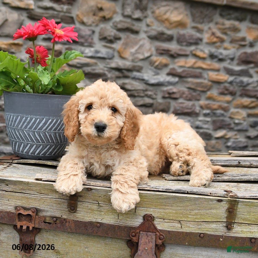 Mini Goldendoodle dogs Cooper - Ad 1
