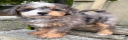 Mini Bernedoodle dogs for sale: 💙IN BOSTON MASSACHUSETTS AREA💙TINY BLUE MERLE TRI COLOR💙MINI BERNEDOODLE BOY💙 - Ad 6