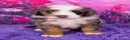 Mini Bernedoodle dogs for sale: Zane - Ad 1