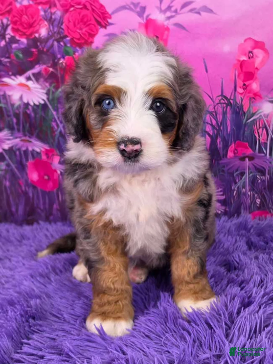 Mini Bernedoodle dogs for sale: Zane - Ad 1