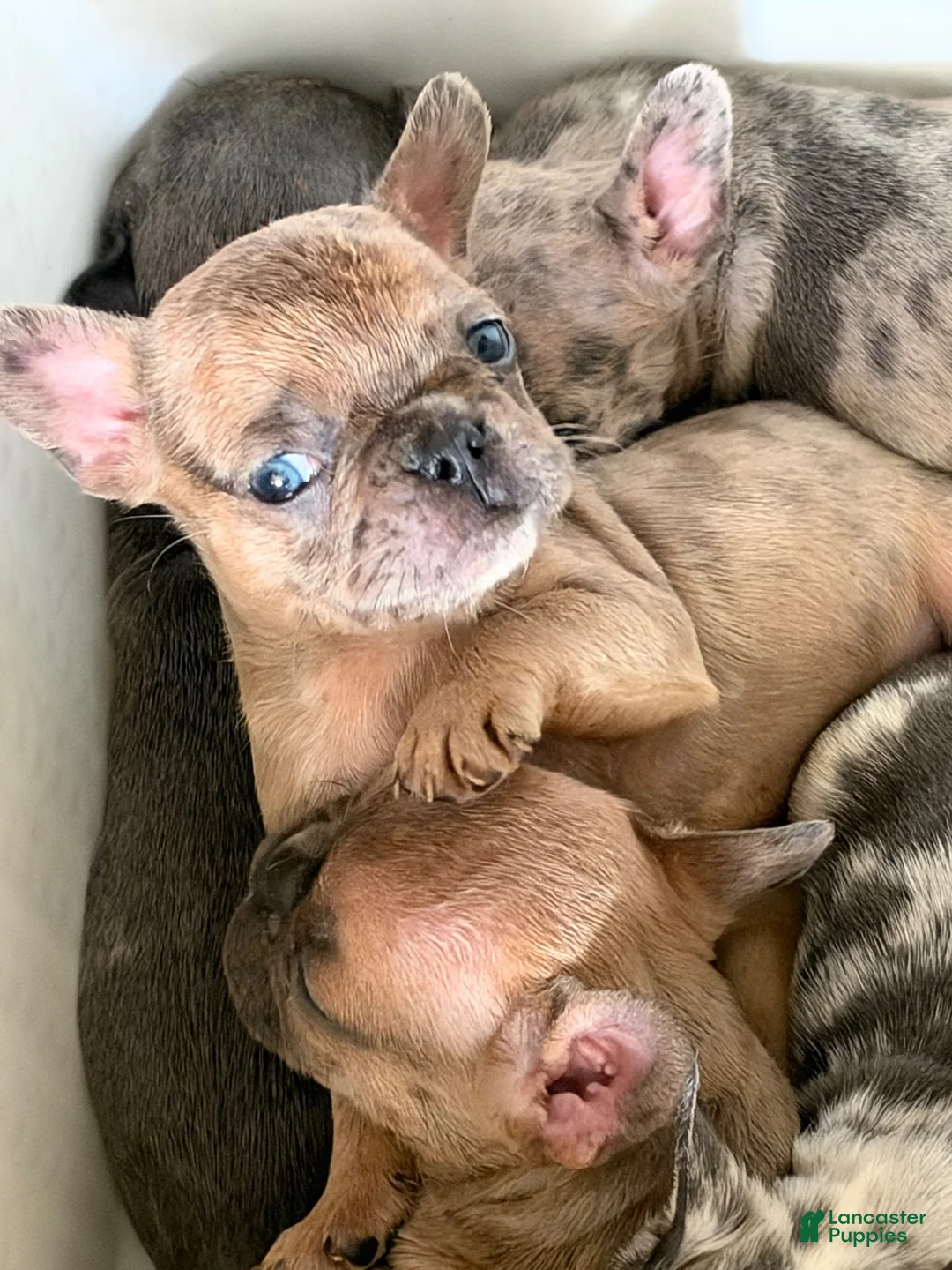 French Bulldog dogs for sale: French Bulldog 1 - Ad 1