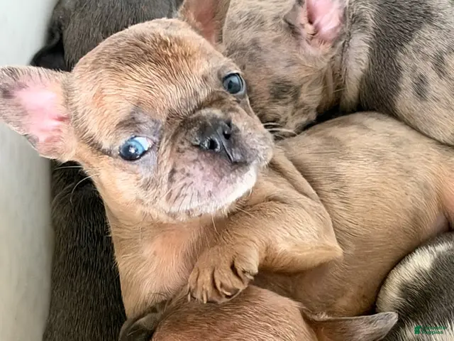 French Bulldog dogs for sale: Riley - Ad 1