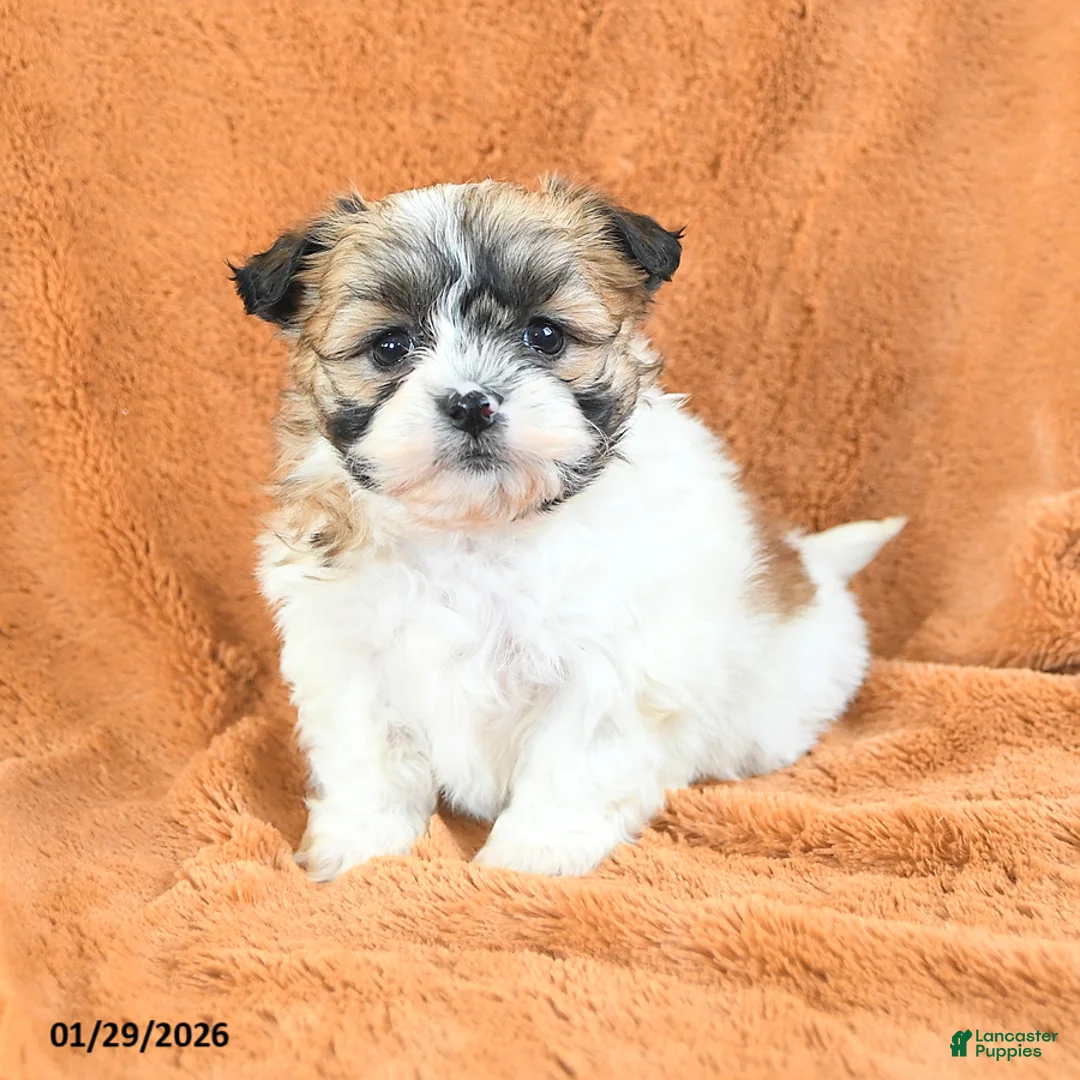 Teddy Bear dogs for sale: Nellie - Ad 2