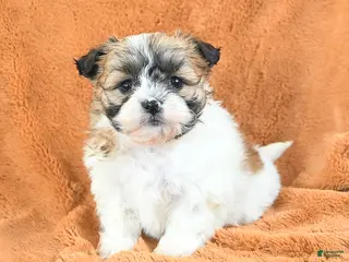 Teddy Bear dogs Nellie - Ad 40