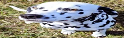 Dalmatian dogs for sale: Blue Sky - Ad 5