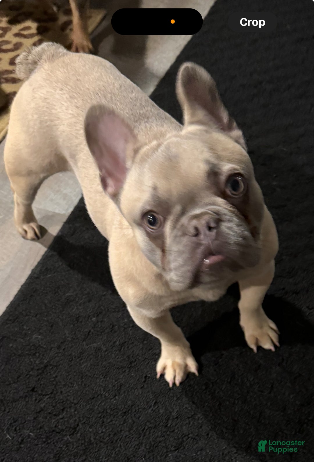 French Bulldog dogs for sale: French Bulldog Puppy 2 - Ad 7