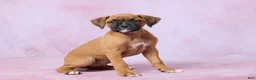 Boxer dogs for sale: Tammy - Ad 3