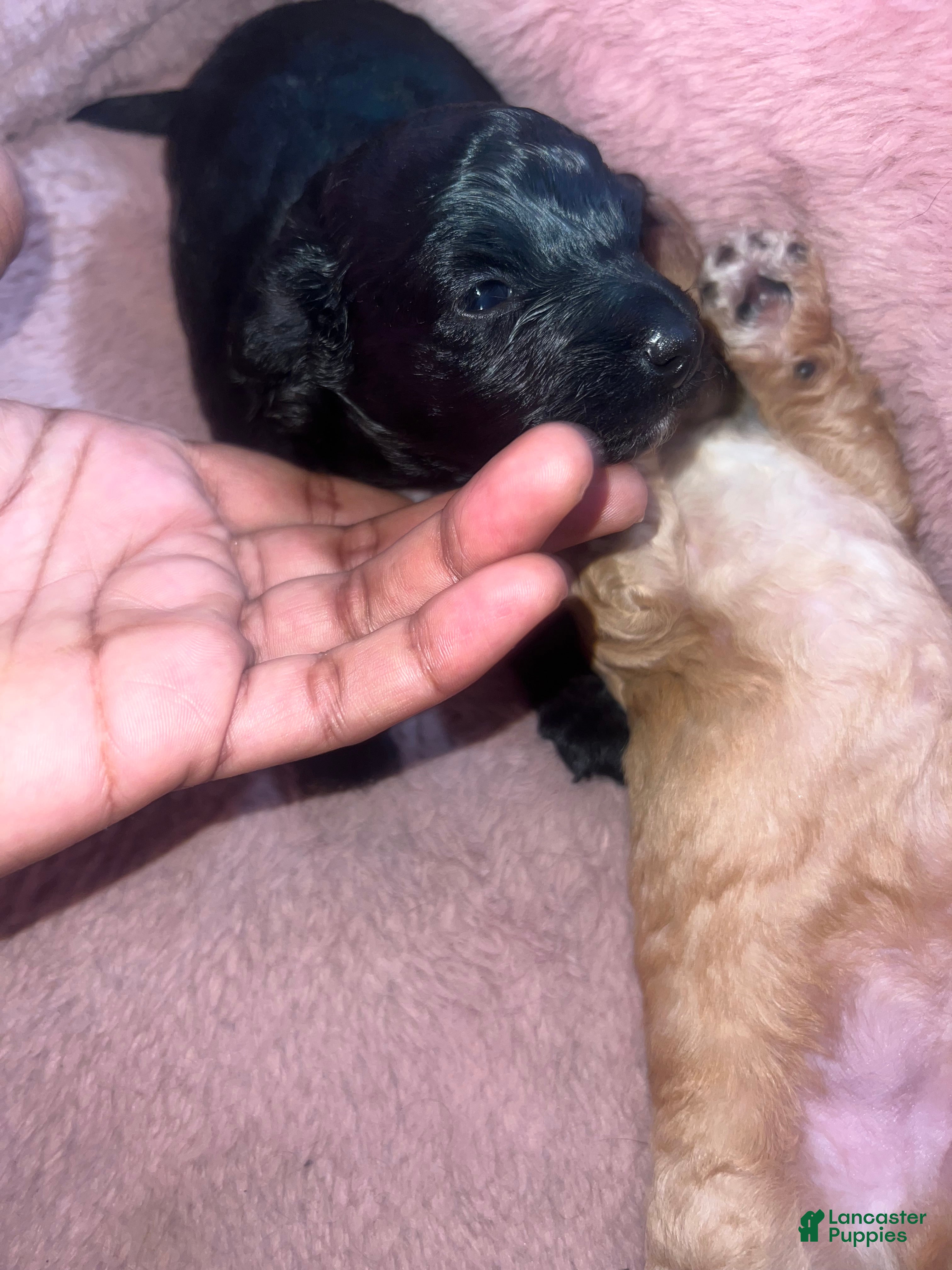 Cockapoo dogs Cockapoo 1 - Ad 12