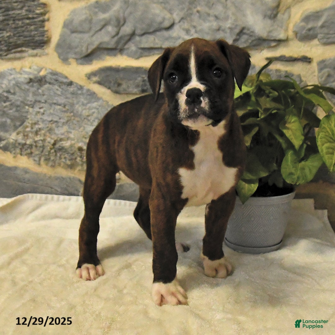 Boxer dogs for sale: Callie - Ad 2