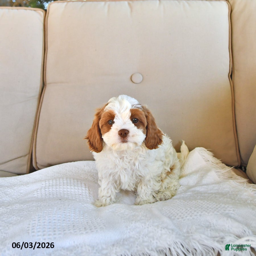 Cavapoo dogs for sale: Tilly - Ad 4