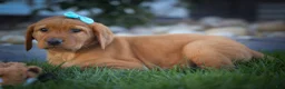 Labrador Retriever dogs for sale: NELSON - Ad 8