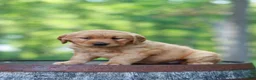 Golden Retriever dogs for sale: Blossom - Ad 7