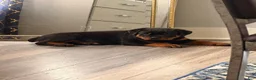 Rottweiler dogs for sale: Brutus  - Ad 4