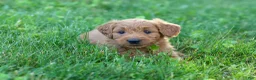 Goldendoodle dogs for sale: Theo - Ad 3