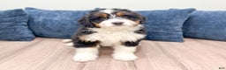 Mini Bernedoodle dogs for sale: Benson - Ad 7