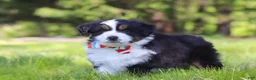 Australian Shepherd dogs for sale: Ranger - Ad 3