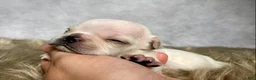 Frenchton dogs for sale: Mr. Max  - Ad 5