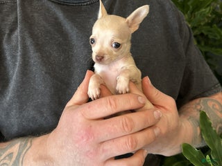 Mixed Breed dogs Little Prince - Ad 18