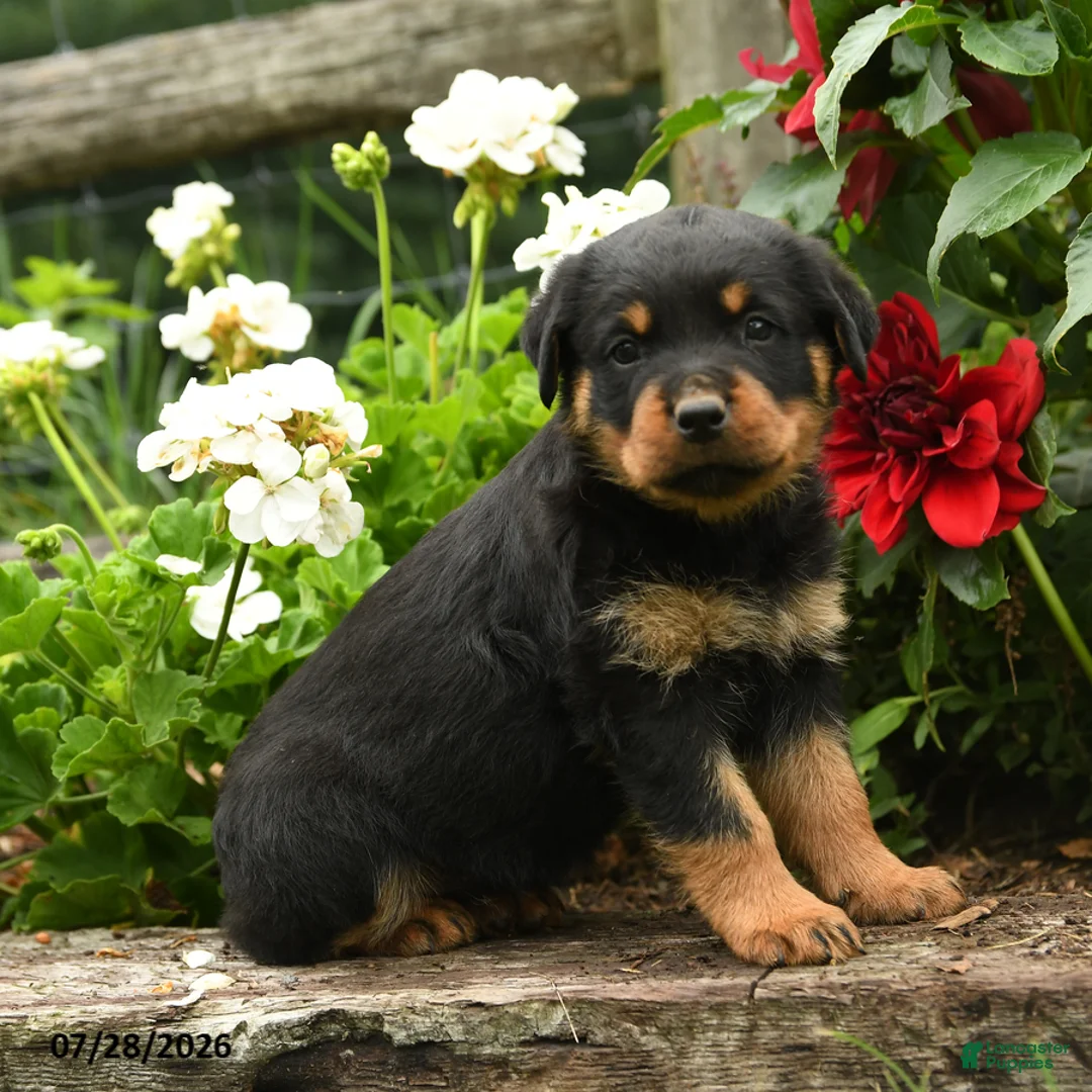 Rottweiler dogs for sale: Jane - Ad 1
