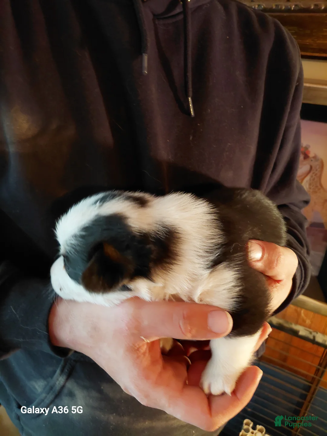Welsh Corgi Pembroke dogs for sale: Picasso - Ad 3