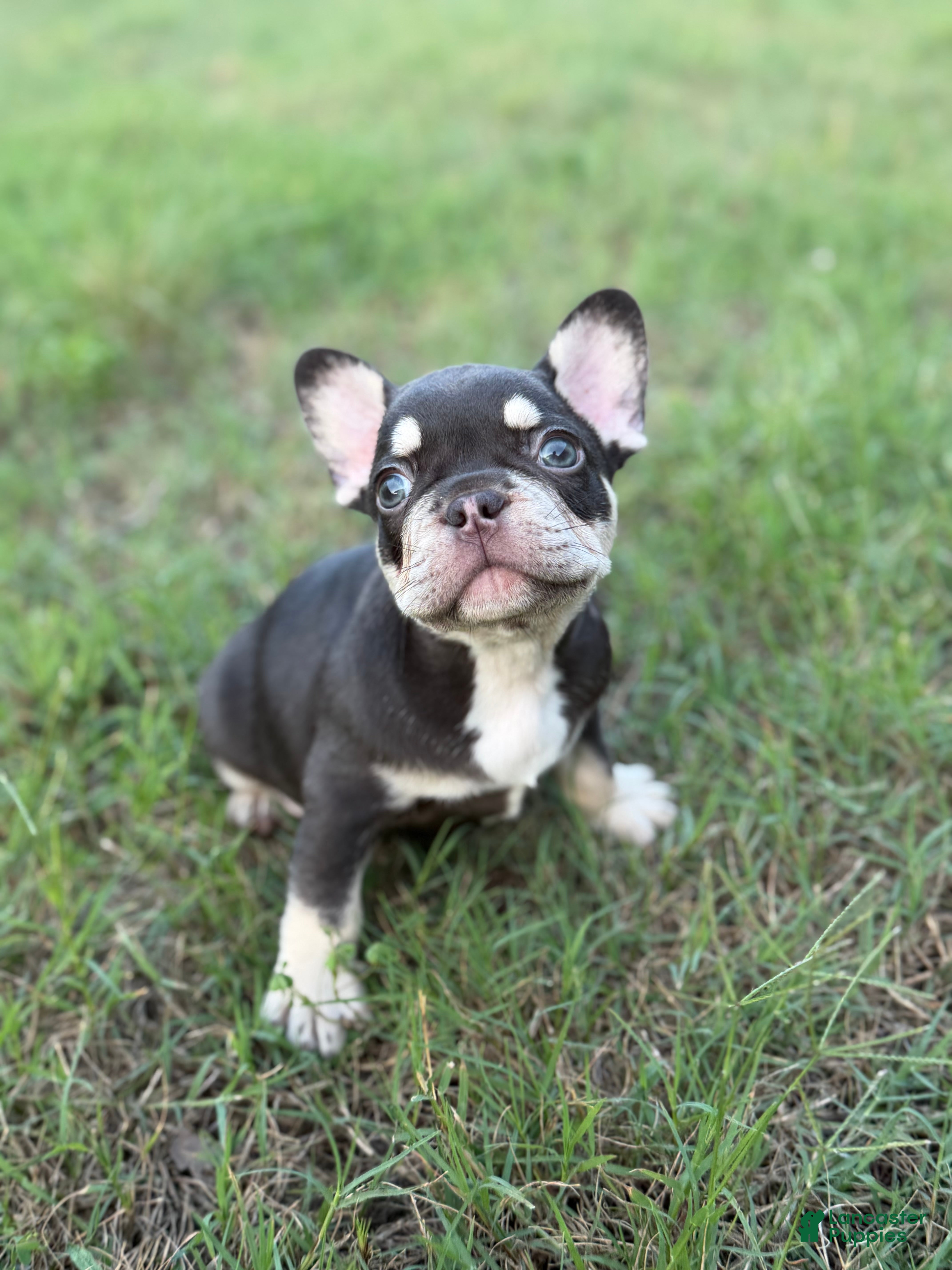 French Bulldog dogs French Bulldog Puppy 2 - Ad 1