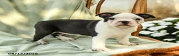 Boston Terrier dogs for sale: Brynn - Ad 3