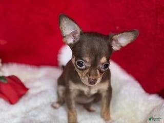 Chihuahua dogs Chihuahua Puppy 1 - Ad 8