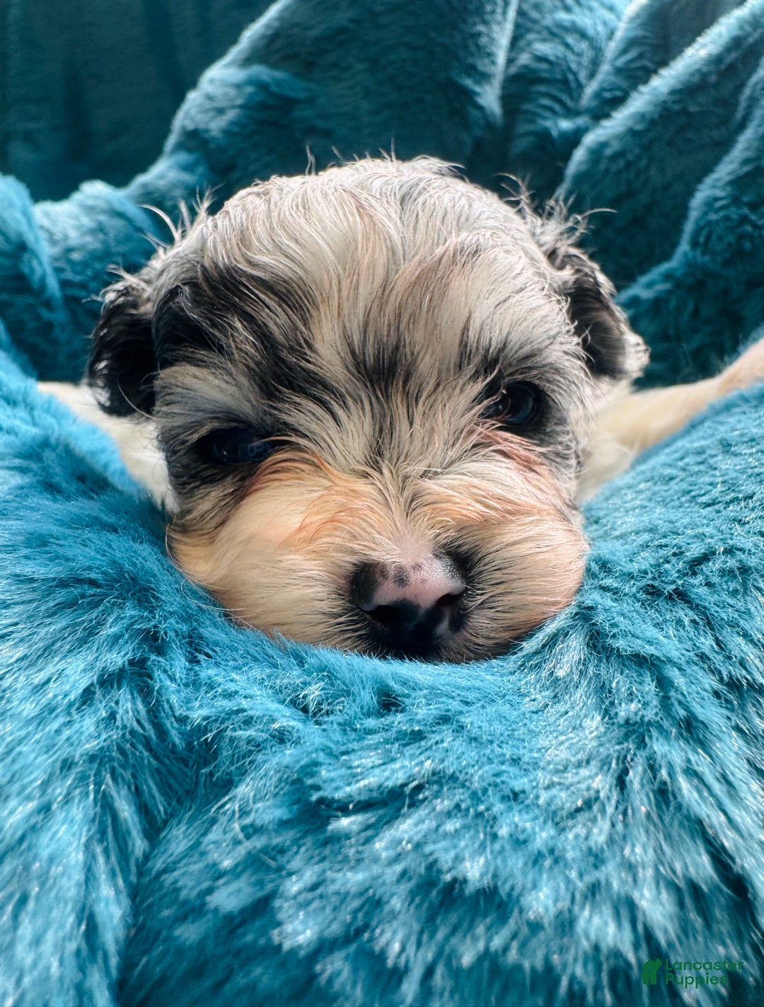 Pomapoo dogs for sale: Pomapoo Puppy 1 - Ad 5