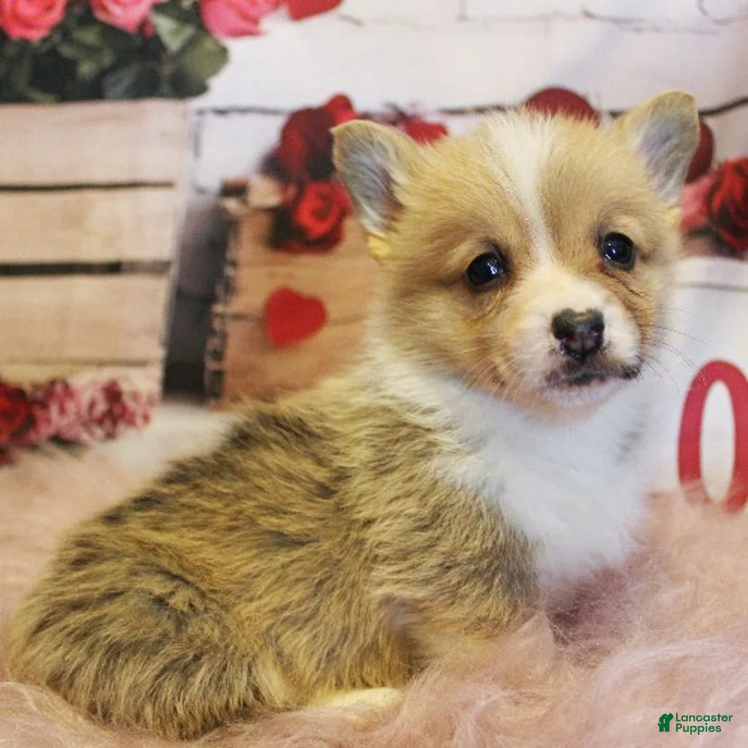 Welsh Corgi Pembroke dogs for sale: Scout - Ad 1