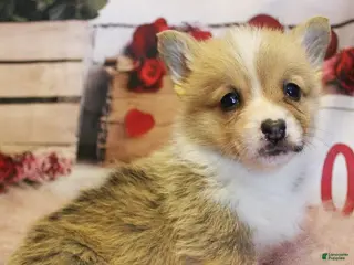 Welsh Corgi Pembroke dogs Scout - Ad 19