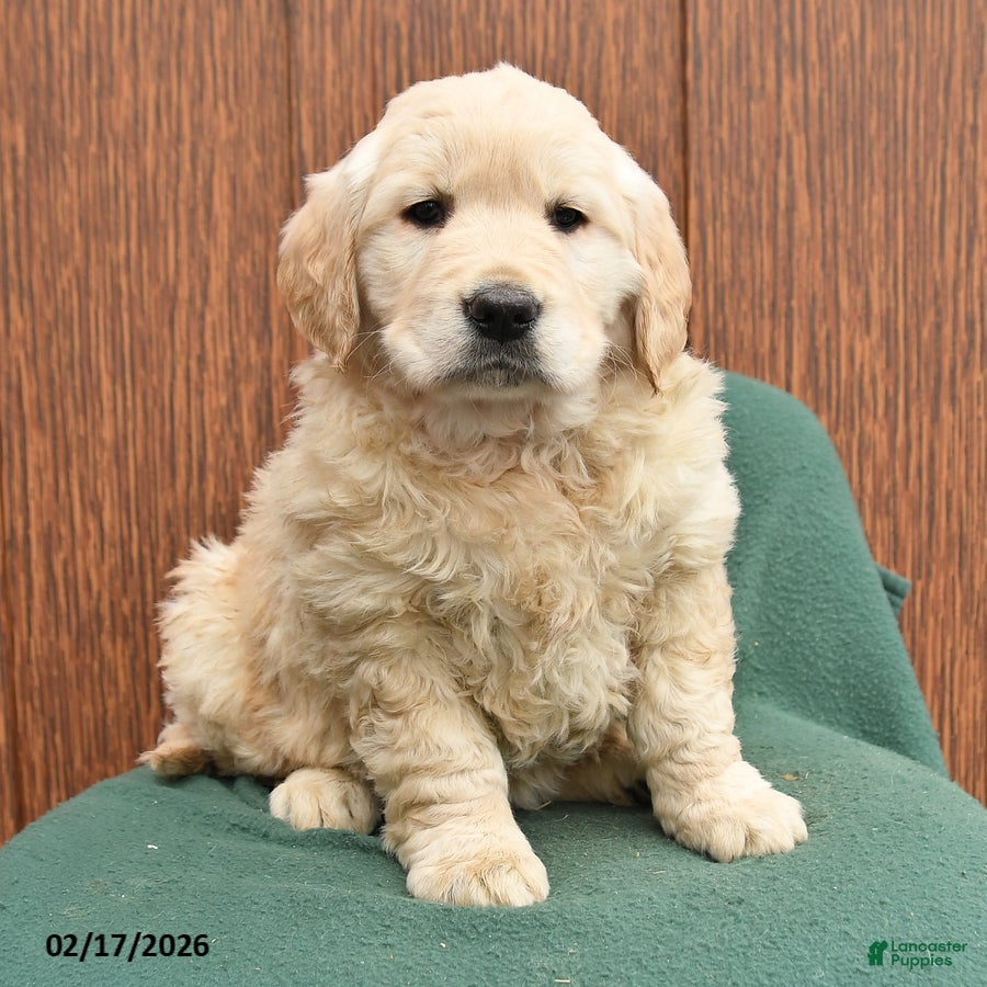 Golden Retriever dogs Bessie - Ad 2