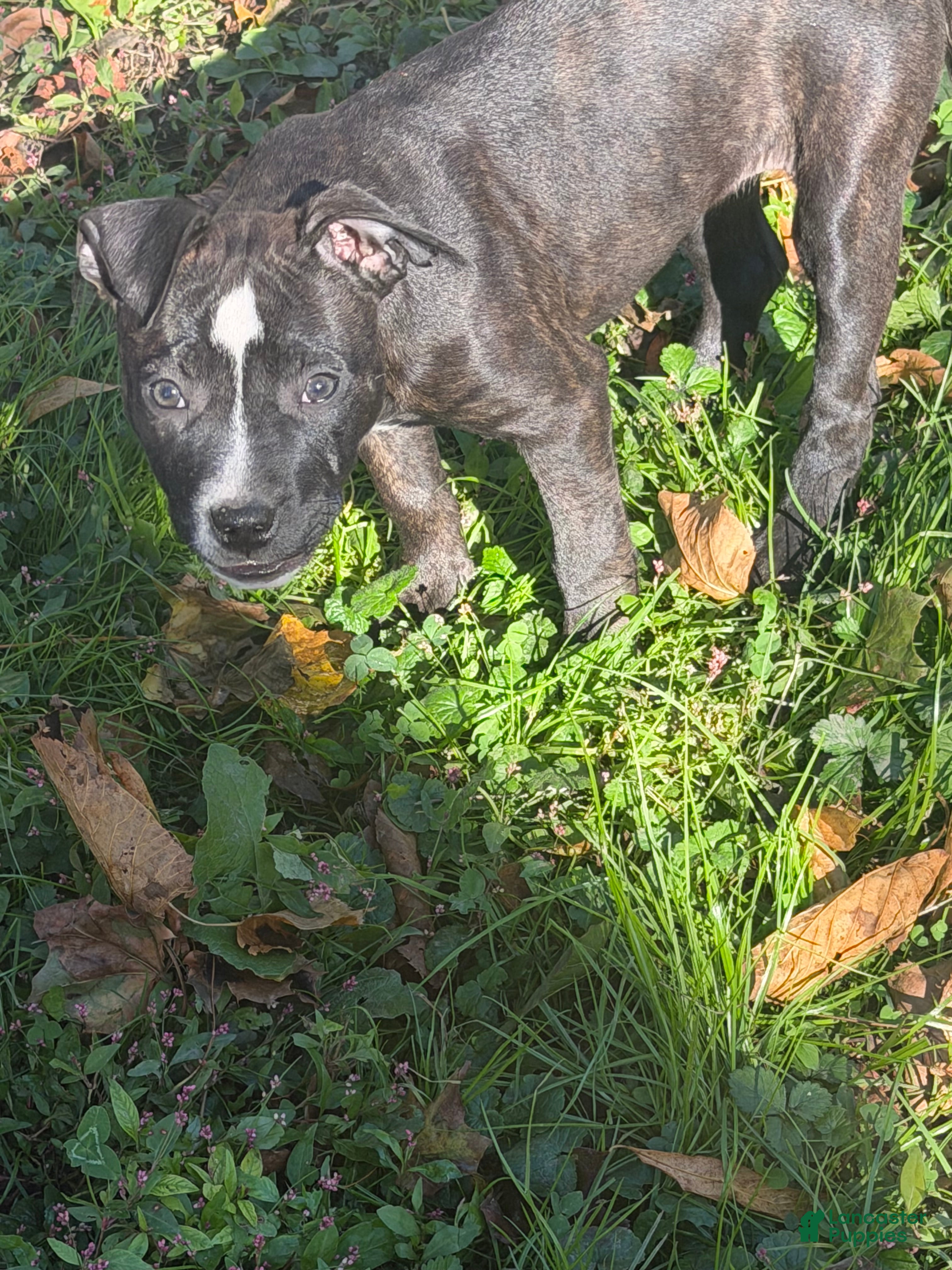 American Bully dogs for sale: American Bully 5.  (Star) - Ad 42