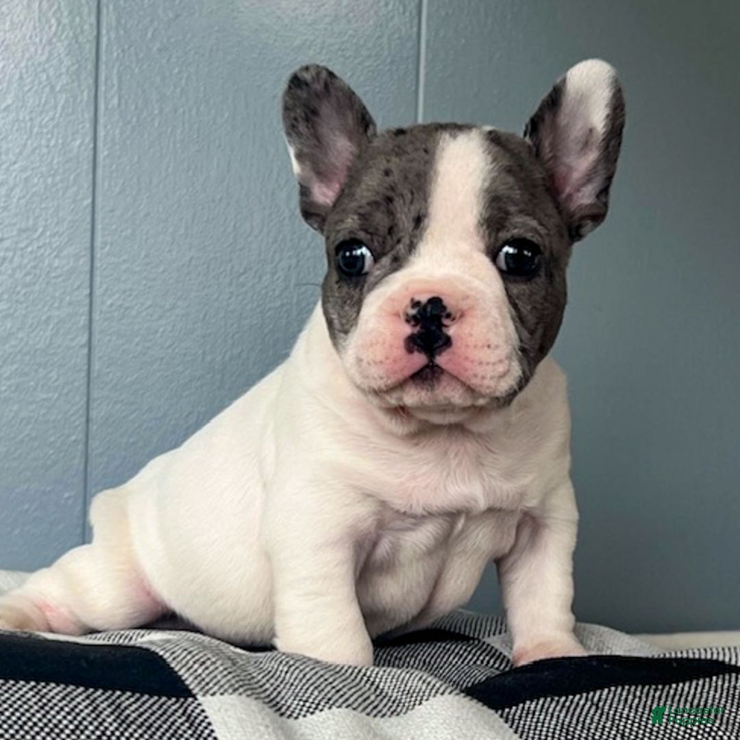 French Bulldog dogs for sale: Omar - Ad 9