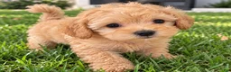 Mini Goldendoodle dogs for sale: Mini Goldendoodle Male Apricot Small - Ad 1