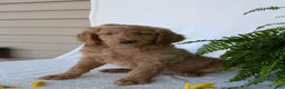 Goldendoodle dogs for sale: Lou - Ad 4