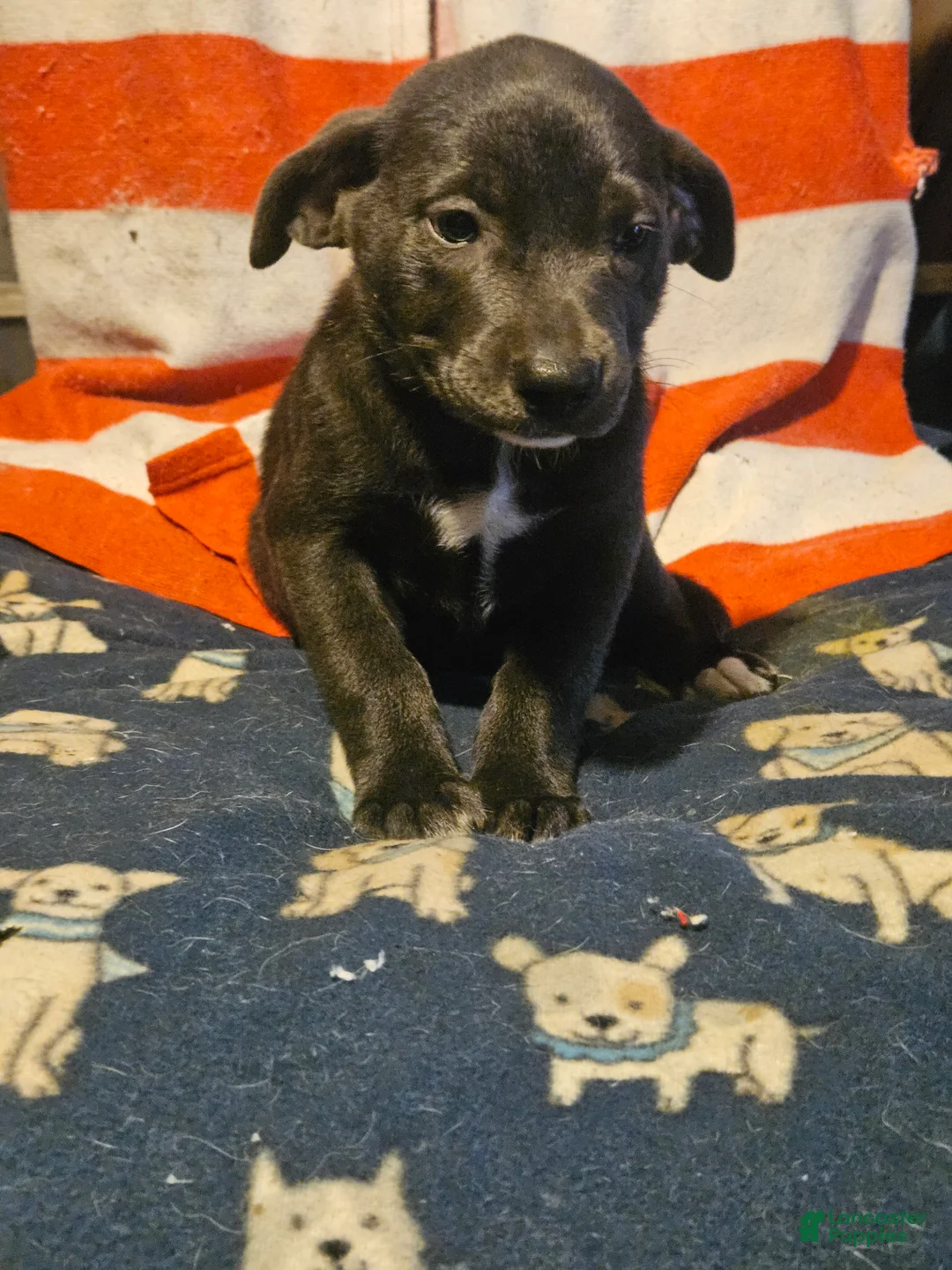 Border Collie dogs for sale: Filly "LILAC" w/Blue Eyes! - Ad 2