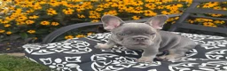 French Bulldog dogs for sale: French Bulldog 3 - Ad 7