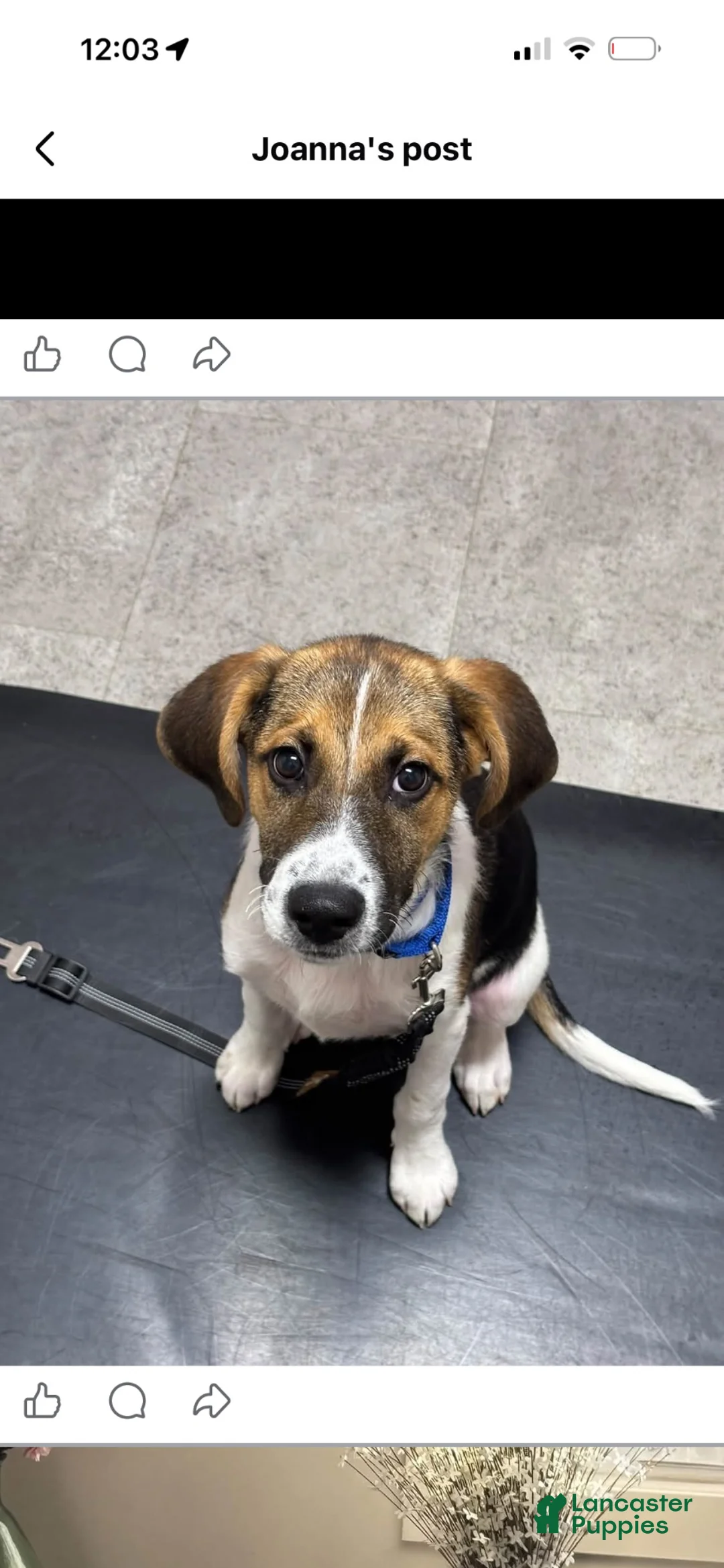 Mixed Breed dogs for sale: Teddy - Ad 5