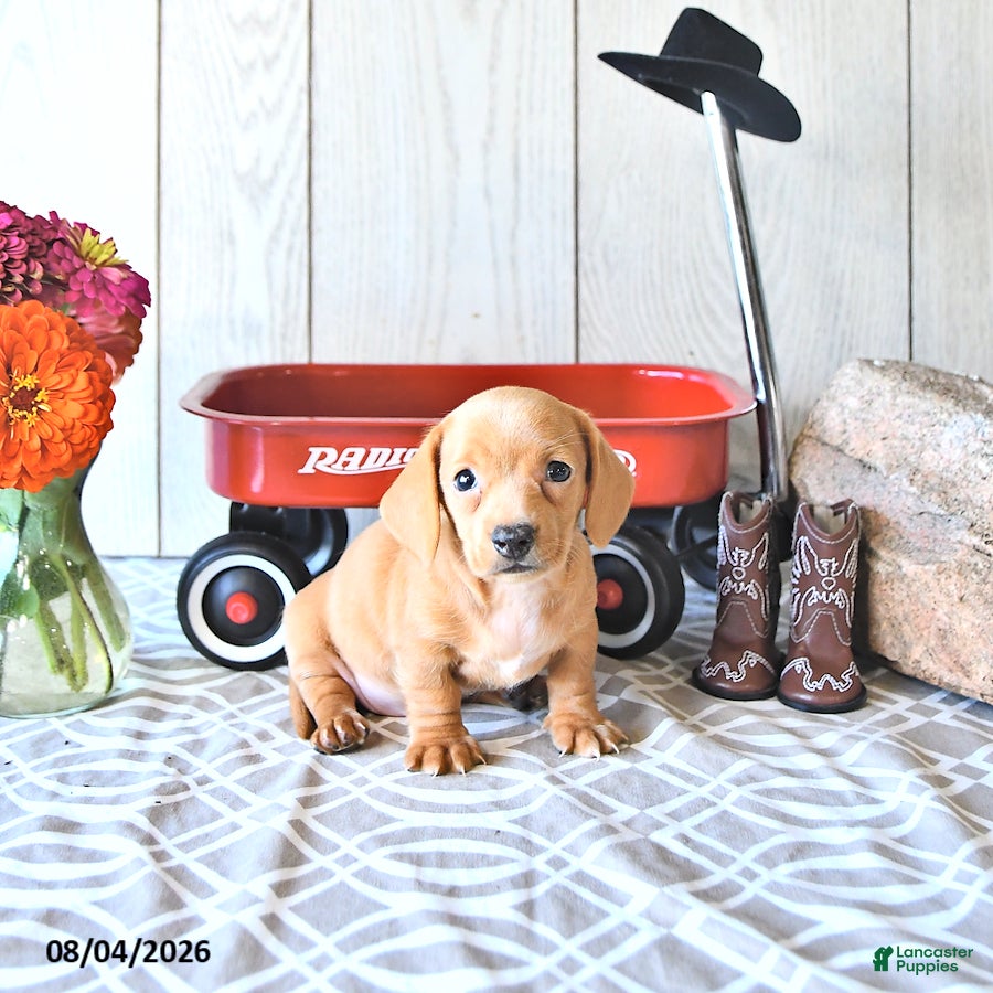 Miniature Dachshund dogs Reba - Ad 1